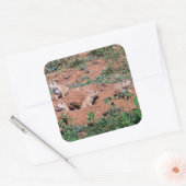 Sticker Carré Chiens des Prairies (Enveloppe)