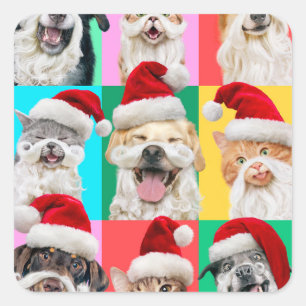 Sticker Carré Chiens et chats avec barbe de Père Noël