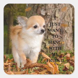 Sticker Carré Chihuahua