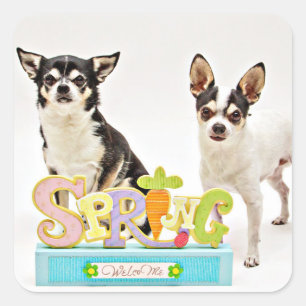 Sticker Carré Chihuahua du printemps