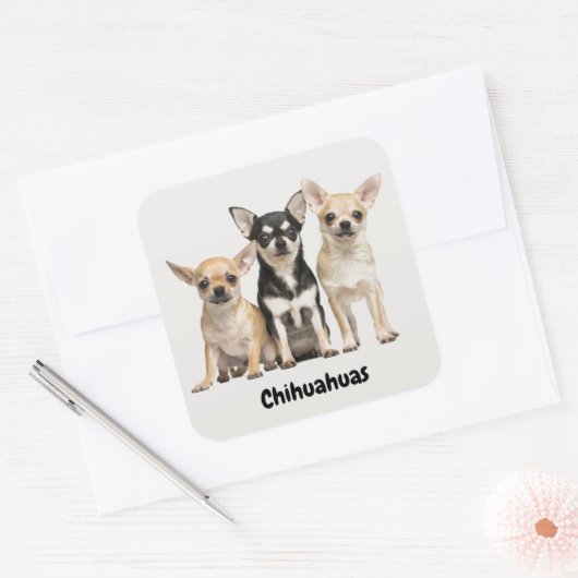 Sticker Carré Chihuahua Puppies (Enveloppe)