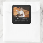 Sticker Carré Chillax Chihuahua somnolent langue détendue sortie (Sac)