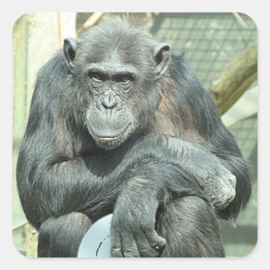 STICKER CARRÉ CHIMPANZÉ DRÔLE (Devant)