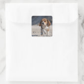 Sticker Carré chiot beagle (Sac)