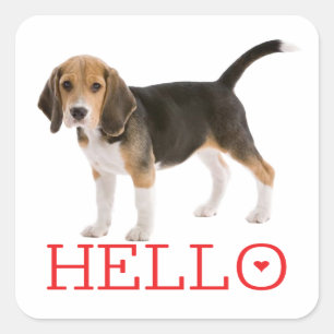 Sticker Carré Chiot Beagle Mignon Bonjour Pensée Amitié