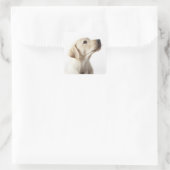 Sticker Carré Chiot blond Labrador qui sort de la langue (Sac)