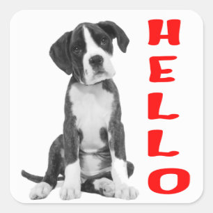 Sticker Carré Chiot Boxer Noir et Blanc Rouge Bonjour
