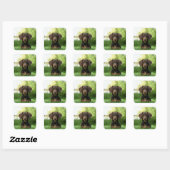 Sticker Carré Chiot Brown Dachshund (Feuille)