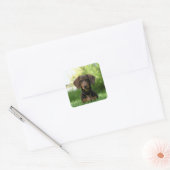Sticker Carré Chiot Brown Dachshund (Enveloppe)