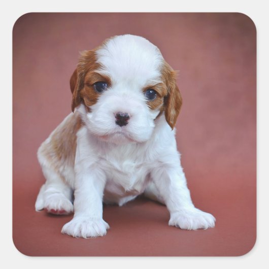 Sticker Carré Chiot Cavalier King Charles Spaniel (Devant)