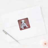 Sticker Carré Chiot Cavalier King Charles Spaniel (Enveloppe)