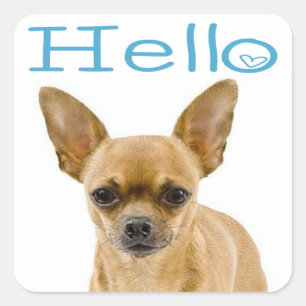 Sticker Carré Chiot Chihuahua Bleu Bonjour Cœur
