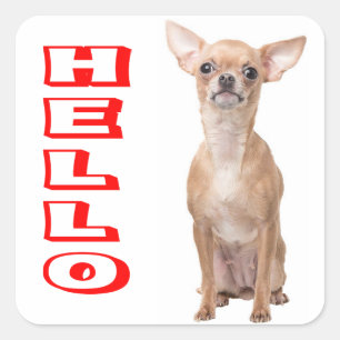 Sticker Carré Chiot Chihuahua Rouge Bonjour