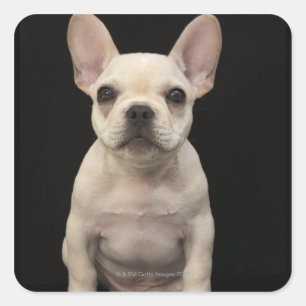 Sticker Carré Chiot crème de bouledogue français
