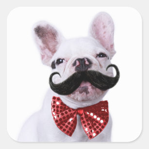 Sticker Carré Chiot de chien de Taureau de Français avec la