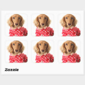 Sticker Carré Chiot de Dachshund portant l'tenue de Saint Valent (Feuille)