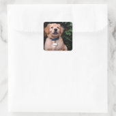 Sticker Carré Chiot Golden Retriever (Sac)