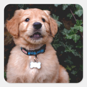 Sticker Carré Chiot Golden Retriever