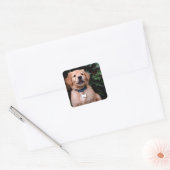 Sticker Carré Chiot Golden Retriever (Enveloppe)