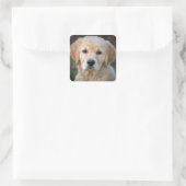 Sticker Carré Chiot Golden Retriever (Sac)