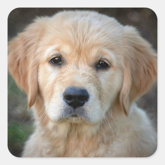 Sticker Carré Chiot Golden Retriever (Devant)