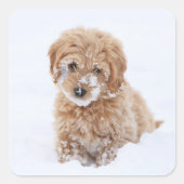 Sticker Carré Chiot Goldendoodé Avec Neige Sur La Face (Devant)