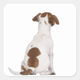 Sticker Carré Chiot Jack Russell Terrier (3 mois)