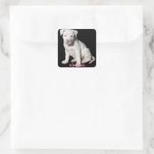 Sticker Carré Chiot Pitbull blanc bébé (Sac)
