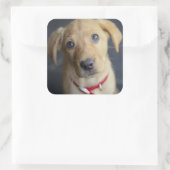 Sticker Carré Chiot Red Fox Labrador (Sac)