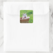 Sticker Carré Chiot sibérien Husky dans un pot (Sac)