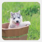 Sticker Carré Chiot sibérien Husky dans un pot (Devant)