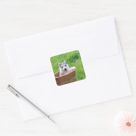 Sticker Carré Chiot sibérien Husky dans un pot (Enveloppe)