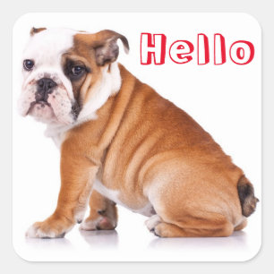 Sticker Carré Chiots Bouledogue Anglais Rouge Bonjour