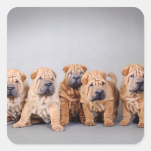 Sticker Carré Chiots chinois Shar Pei