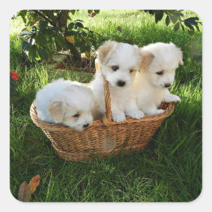 Sticker Carré Chiots, Coton de Tuléar, Chiots