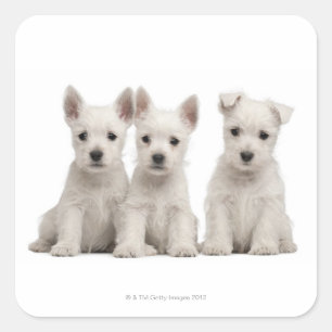 Sticker Carré Chiots de West Highland Terrier (7 semaines)