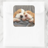 Sticker Carré Chiots endormis (Sac)