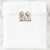 Sticker Carré Chiots Golden Retriever (4 semaines) (Sac)