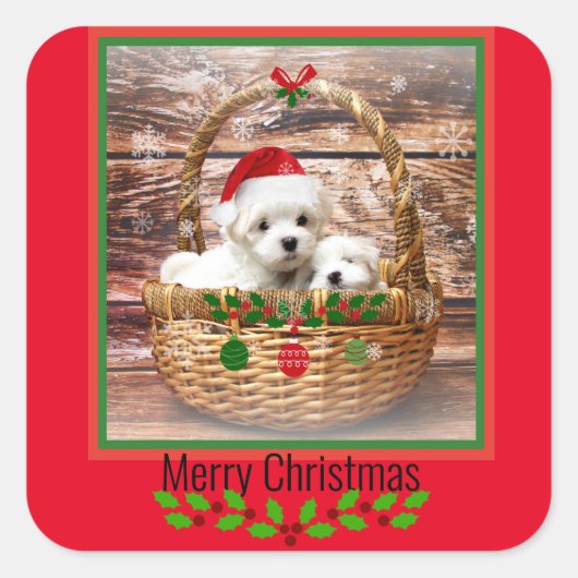 Sticker Carré Chiots maltais design de Noël (Devant)
