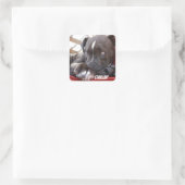 Sticker Carré Chiots Pitbull pour bébé modifiables (Sac)