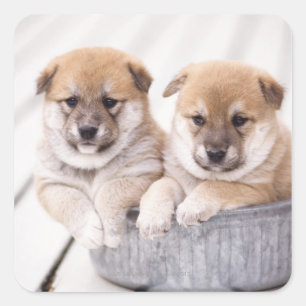 Sticker Carré Chiots Shiba Inu dans une baignoire en aluminium