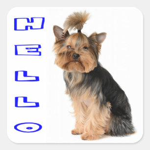 Sticker Carré Chiots Terrier Yorkshire Bleu Bonjour