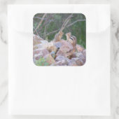 Sticker Carré Chipmunk Chatter (Sac)