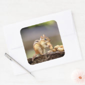 Sticker Carré Chipmunk mange une cacahuète (Enveloppe)
