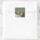 Sticker Carré Chipmunk mangeant des noix (Sac)