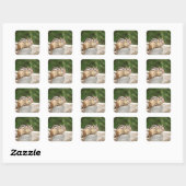 Sticker Carré Chipmunk sur un rocher (Feuille)
