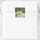 Sticker Carré Chipmunk sur un rocher (Sac)