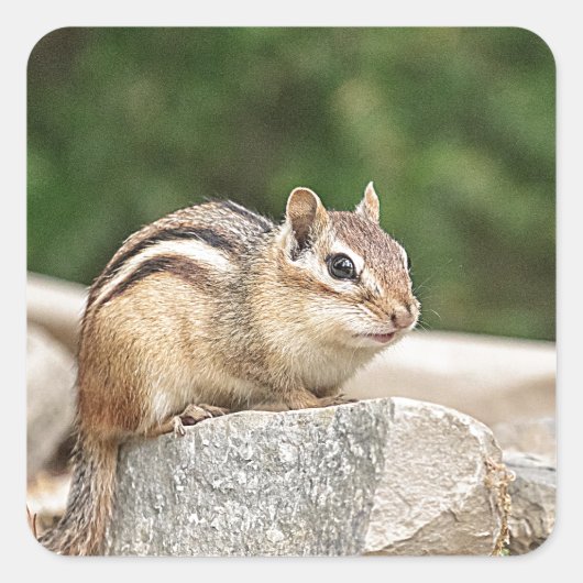Sticker Carré Chipmunk sur un rocher (Devant)