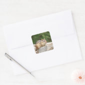 Sticker Carré Chipmunk sur un rocher (Enveloppe)