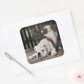 Sticker Carré Chippon anglais Bulldog (Enveloppe)